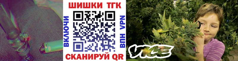 где купить наркоту  Злынка  Бошки марихуана сатива 